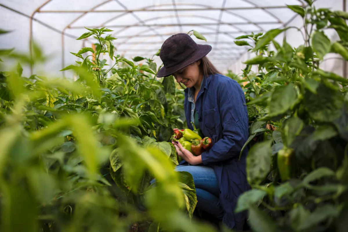 ISMEA – Più Impresa: Imprenditoria giovanile e femminile in agricoltura